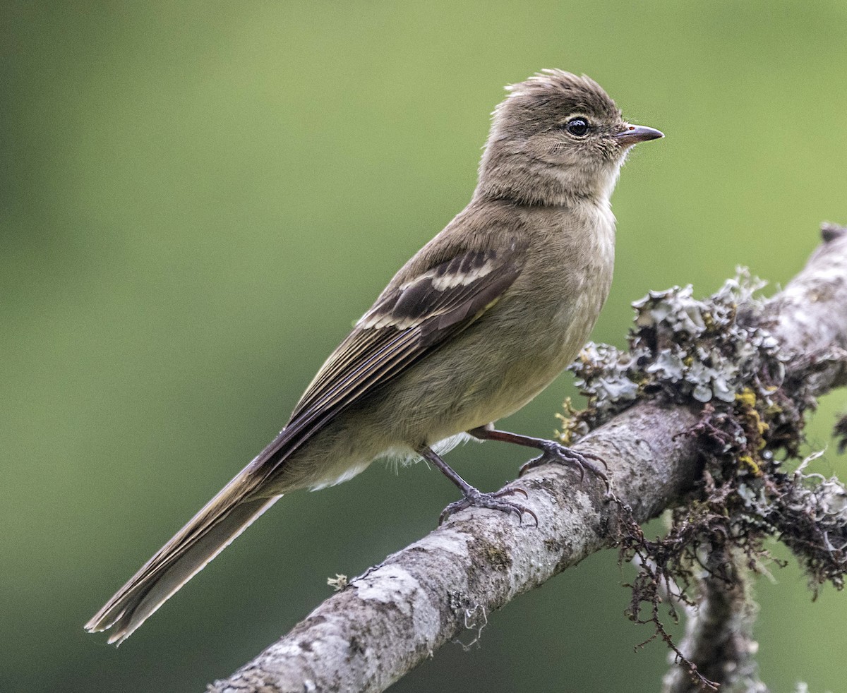 Highland Elaenia - ML644722956