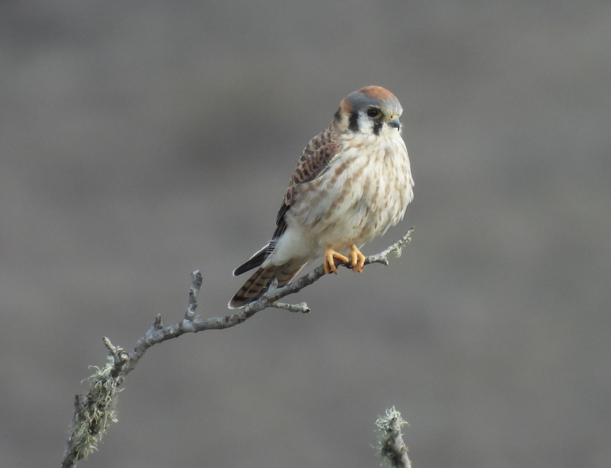 American Kestrel - ML644722957