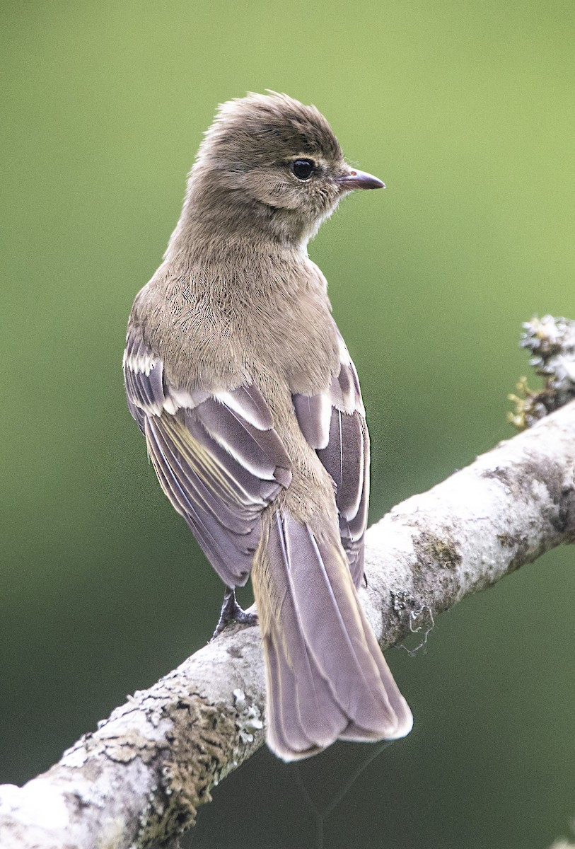 Highland Elaenia - ML644722962