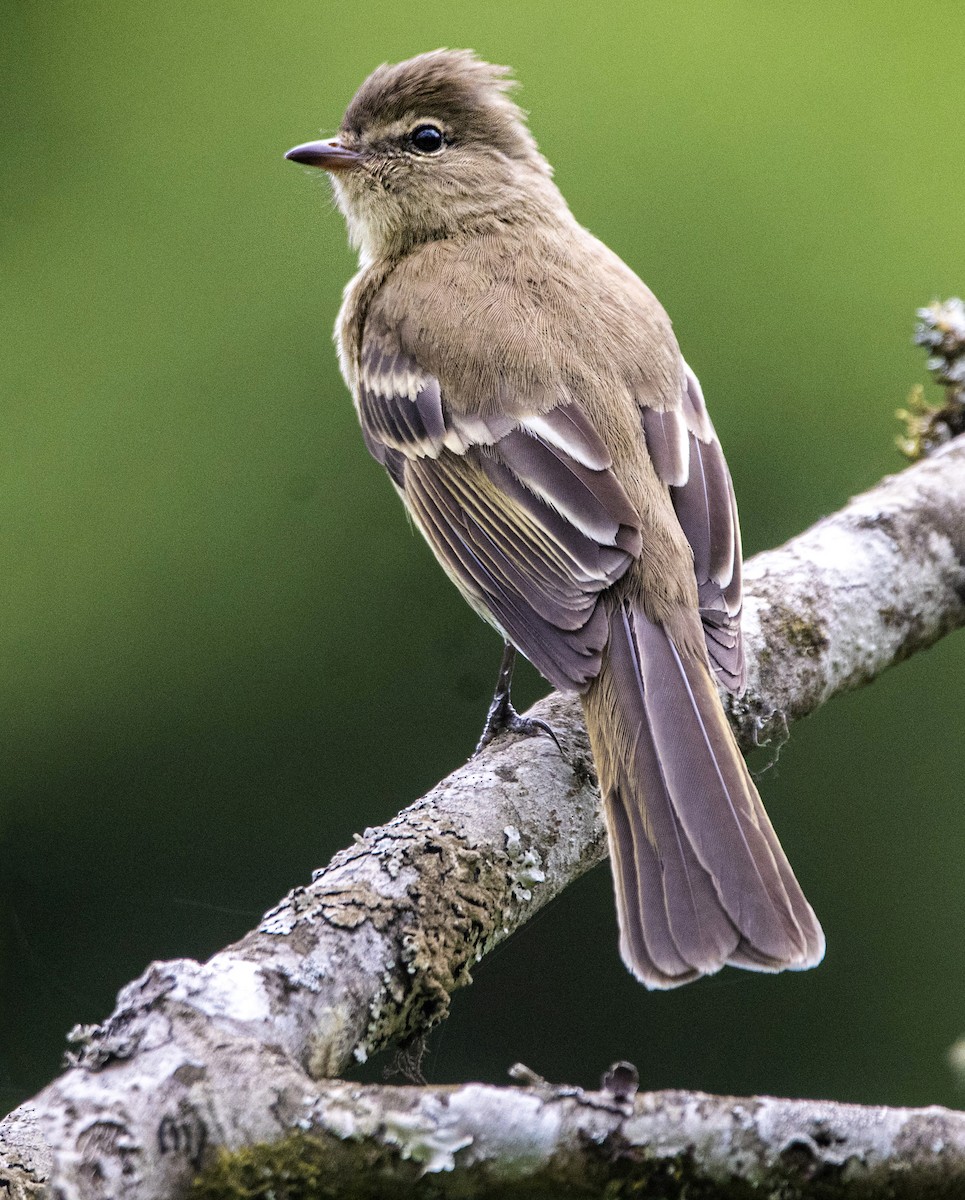 Highland Elaenia - ML644722963