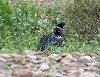 kamiš růžkatý - ML644722964