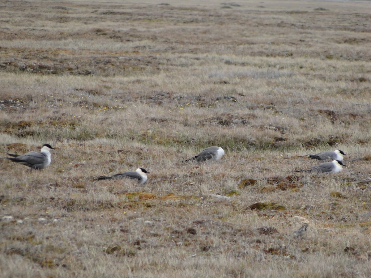 Págalo Rabero - ML644722967