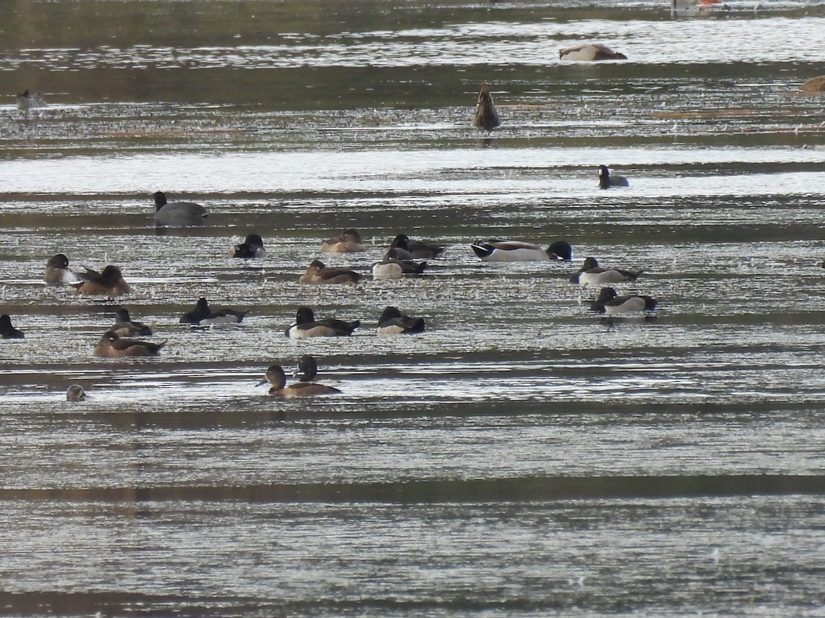 Ring-necked Duck - ML644722970