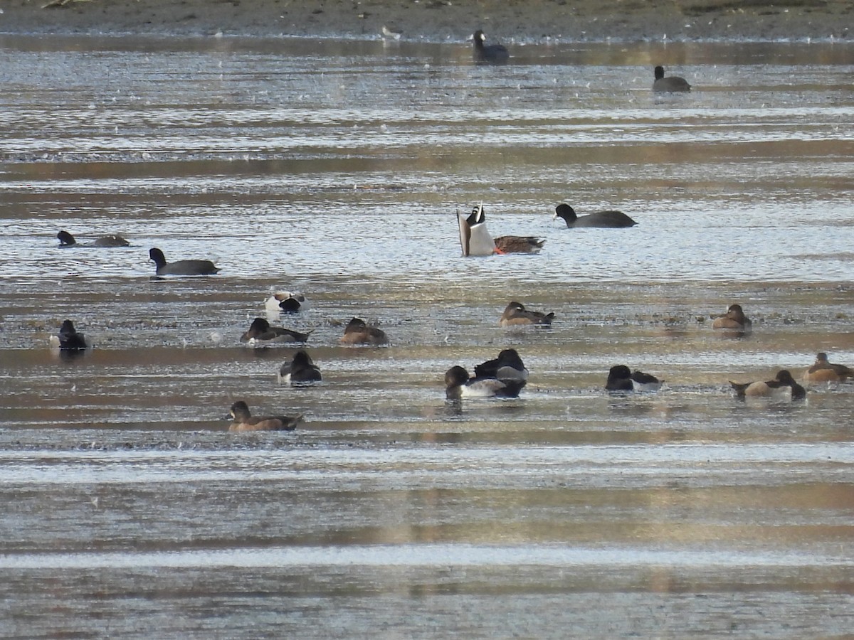 Ring-necked Duck - ML644722971
