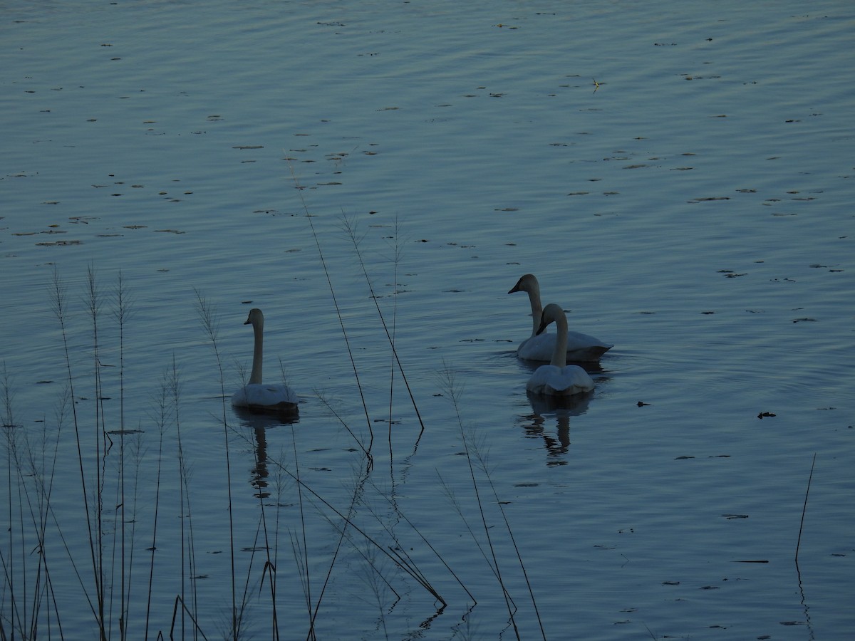 Trumpeter Swan - ML644722977