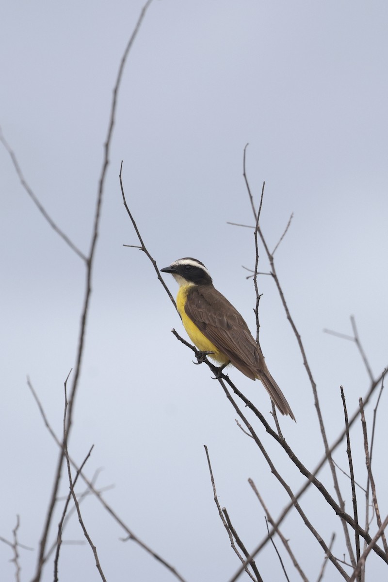 Rusty-margined Flycatcher - ML644722982