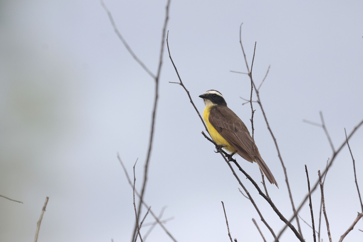 Rusty-margined Flycatcher - ML644722983