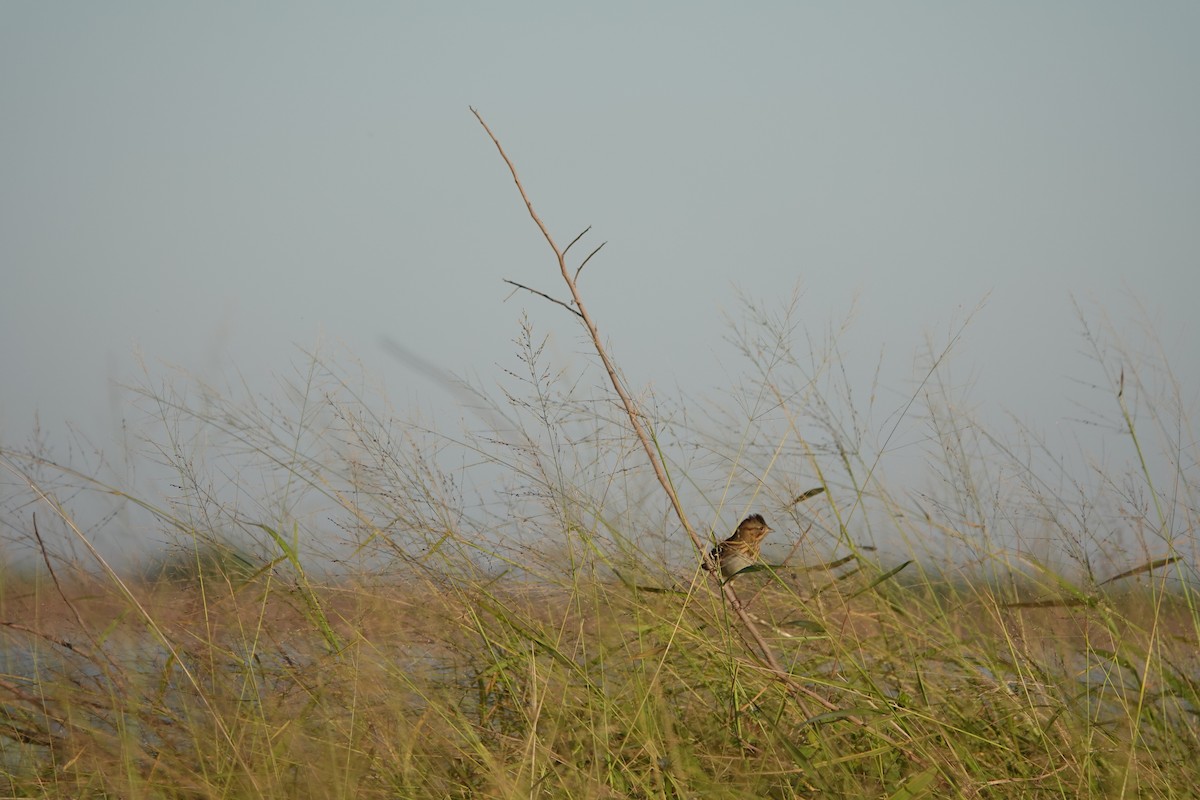 strnadec pruhohlavý - ML644722984