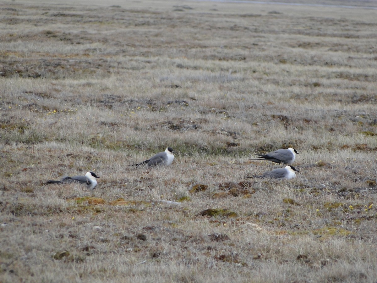 Págalo Rabero - ML644722986