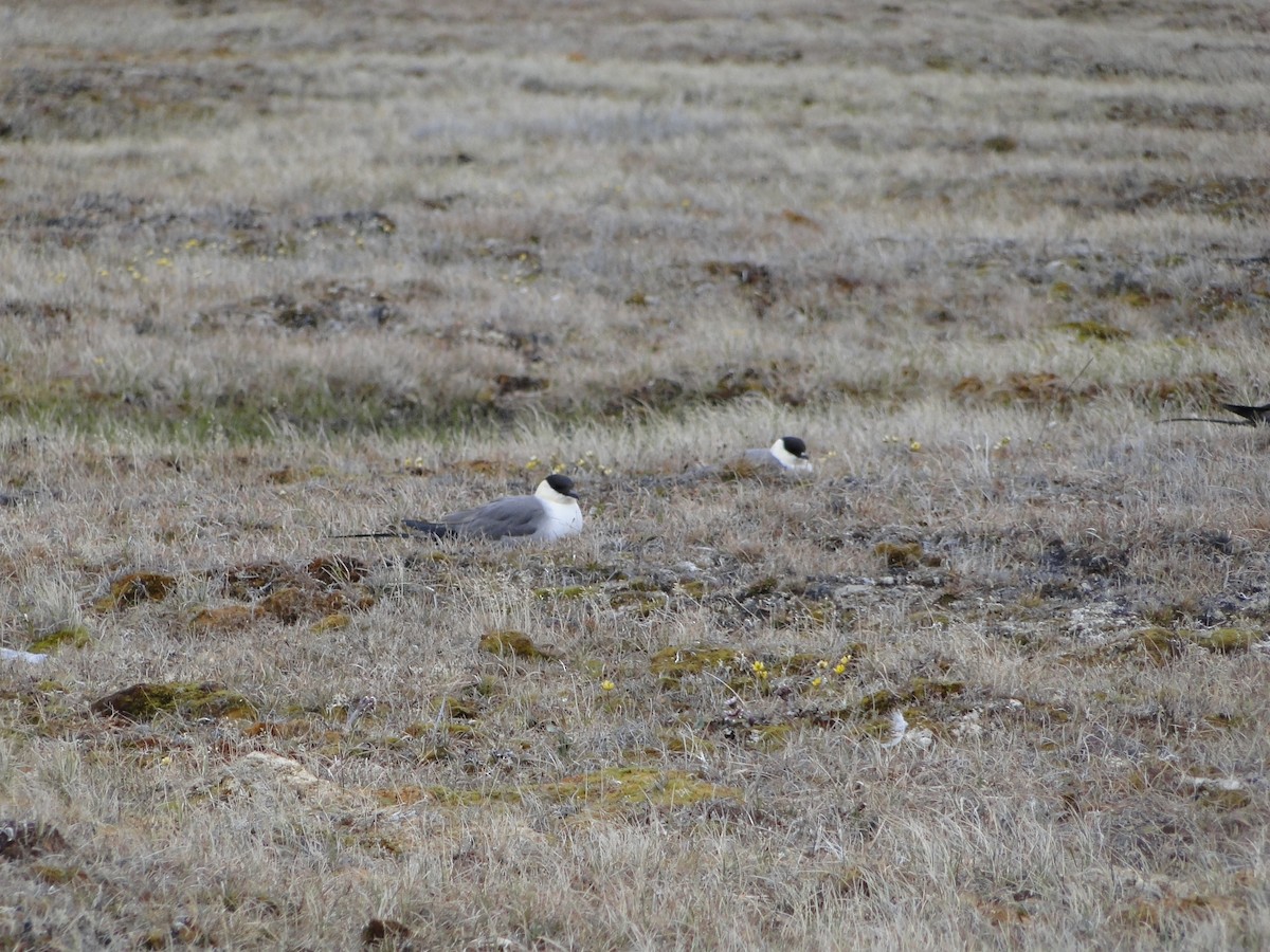 Págalo Rabero - ML644722987