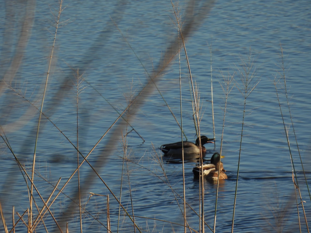 綠頭鴨 - ML644722988