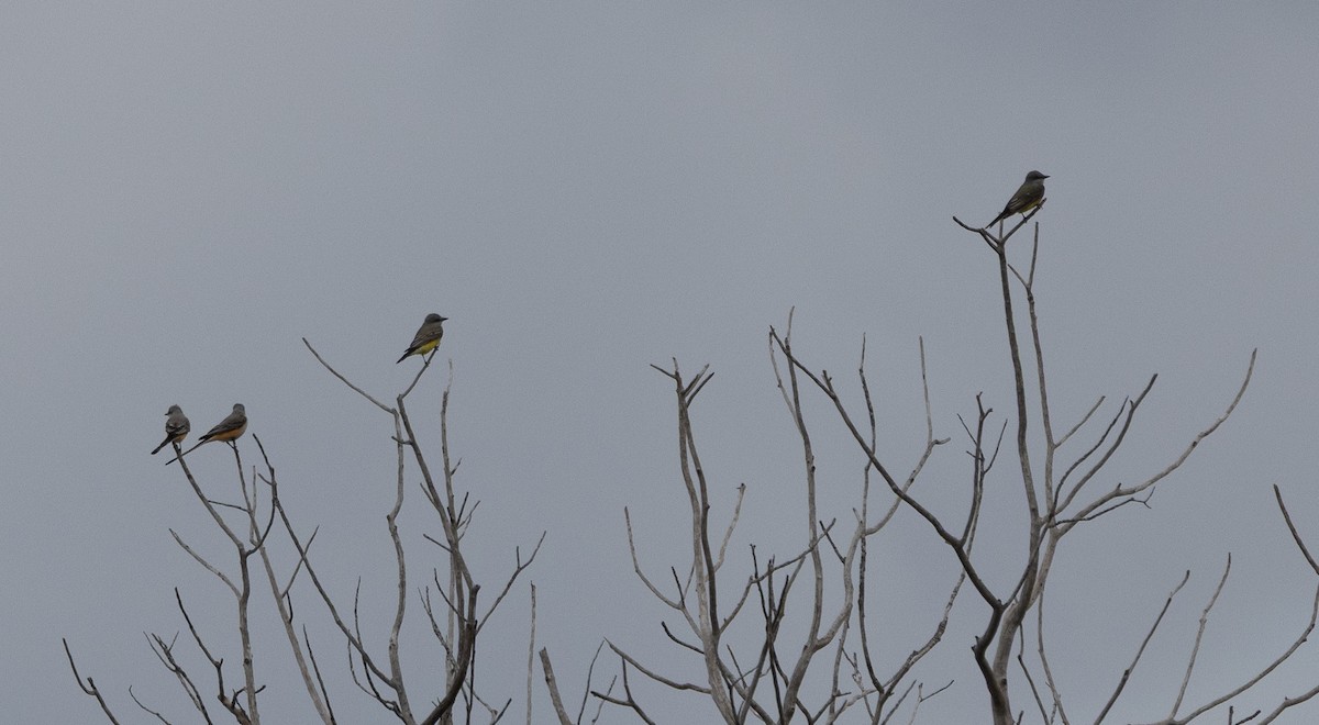 Western Kingbird - ML644722989