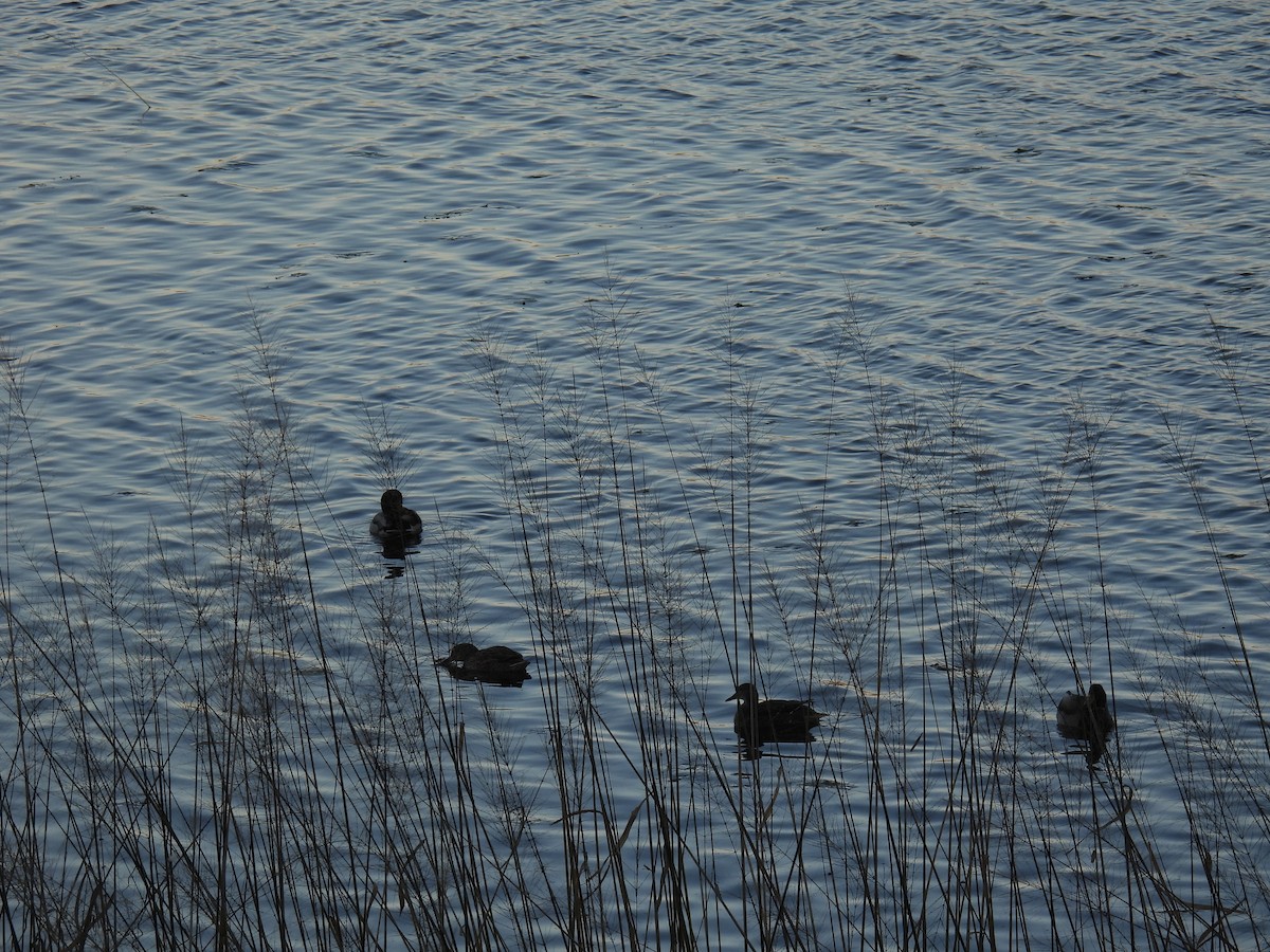 綠頭鴨 - ML644722993