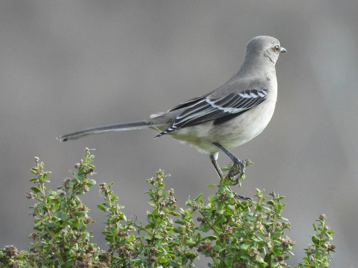 Northern Mockingbird - ML644722996