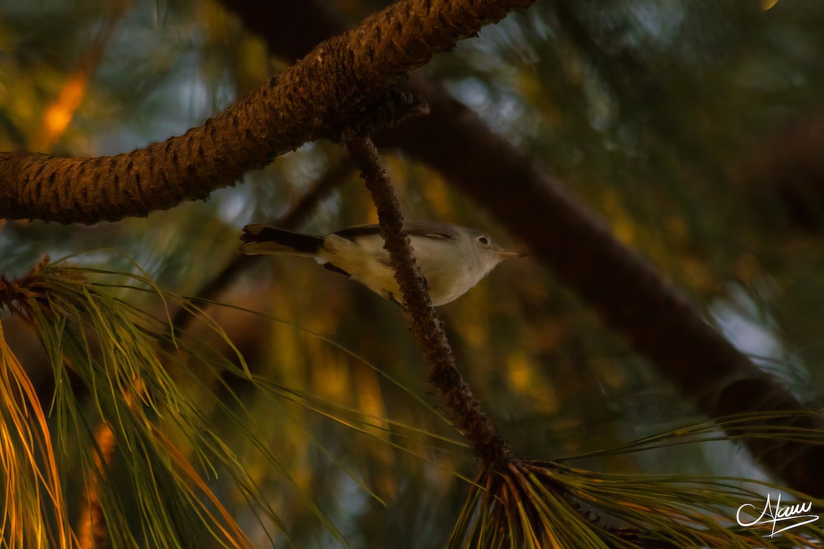 Голубая комароловка - ML644722999