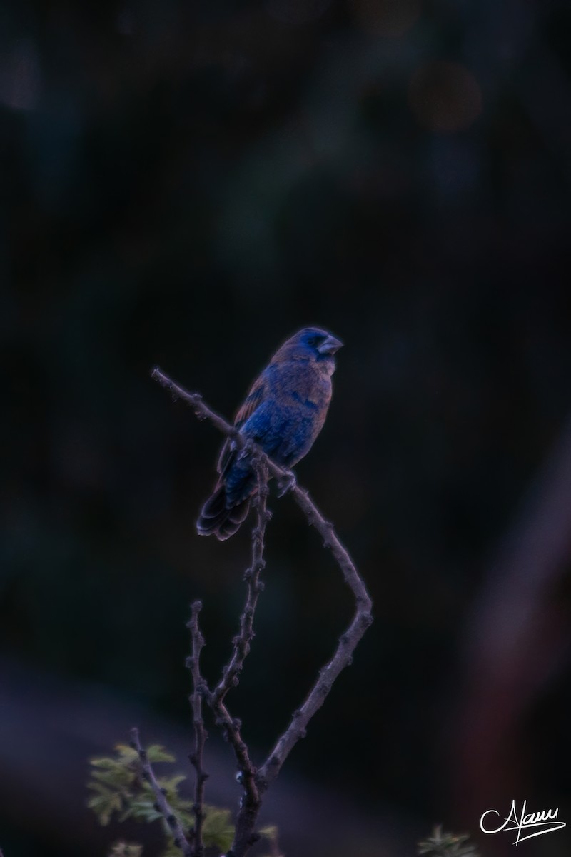 Blue Grosbeak - ML644723000