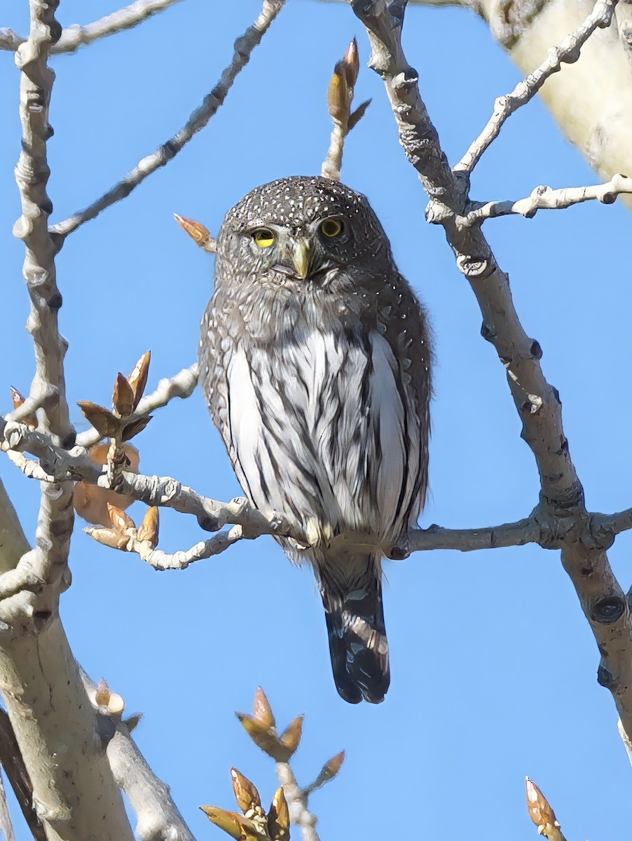 Northern Pygmy-Owl - ML644723004
