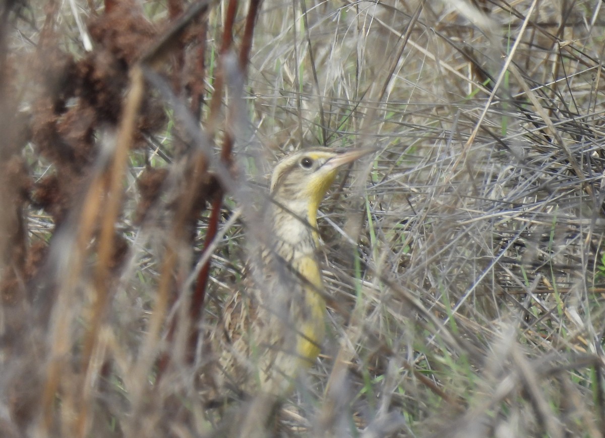 Western Meadowlark - ML644723007