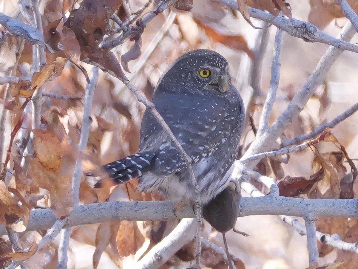 Northern Pygmy-Owl - ML644723009