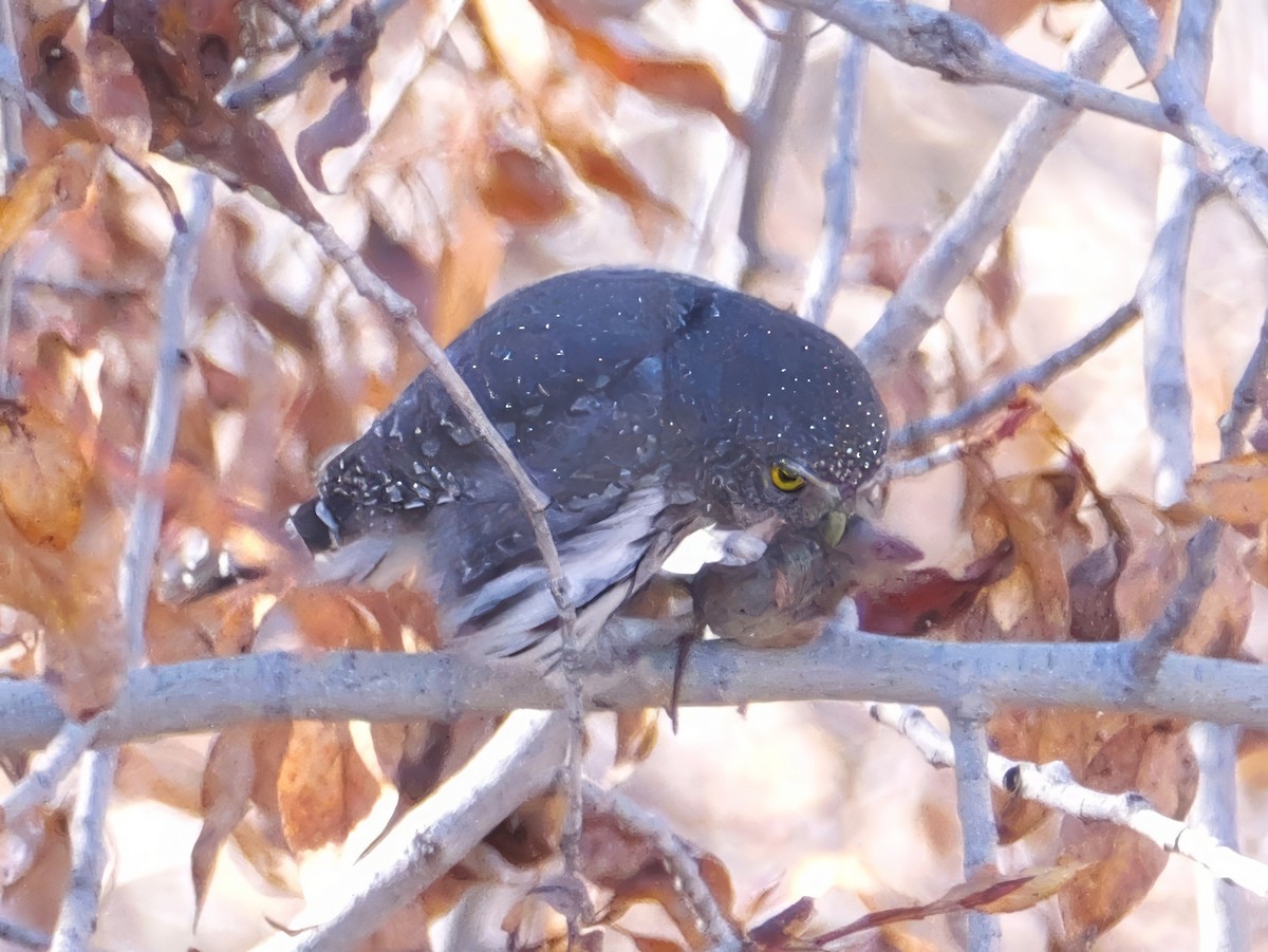 Northern Pygmy-Owl - ML644723020
