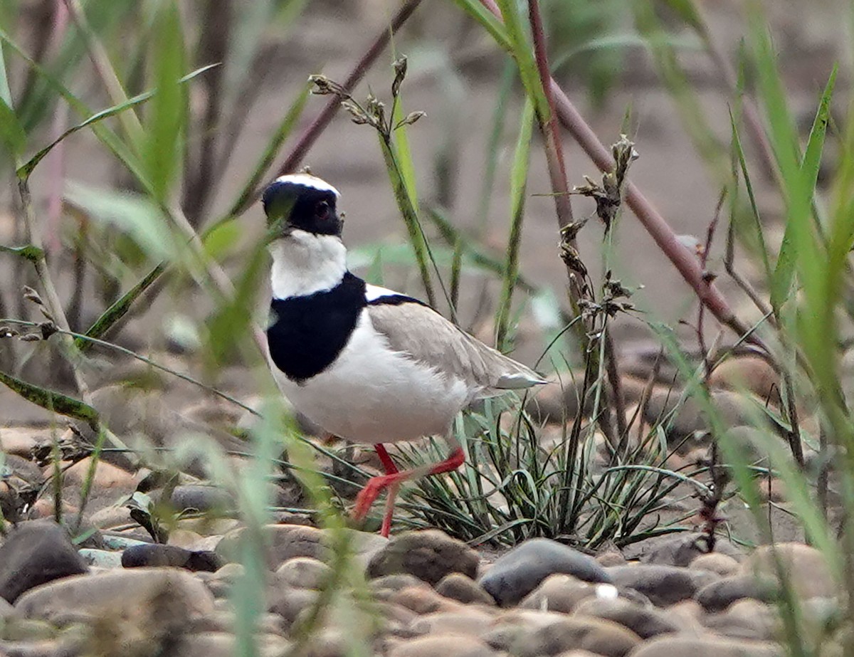 Pied Plover - ML644723021