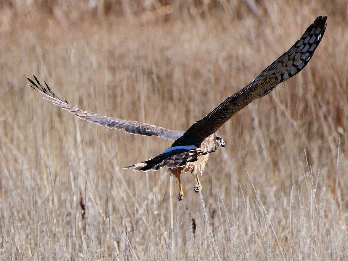 Northern Harrier - ML644723041