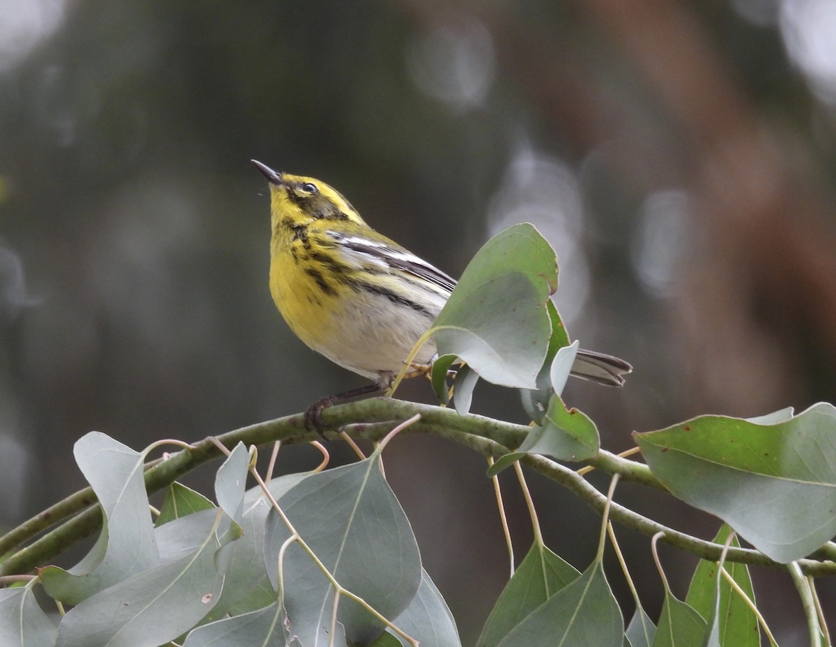 Townsend's Warbler - ML644723049