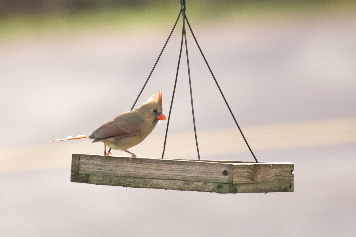 Northern Cardinal - ML644723069
