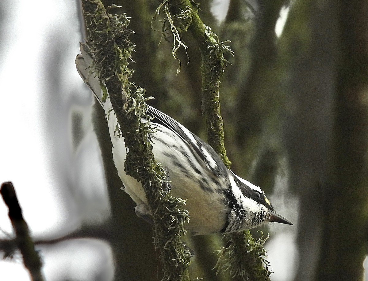 Black-throated Gray Warbler - ML644723073