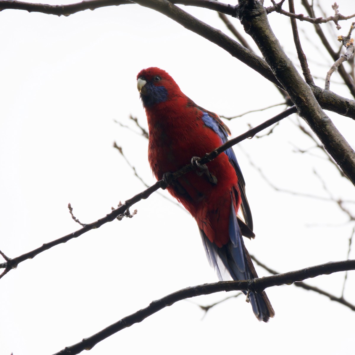 Crimson Rosella - ML644723077