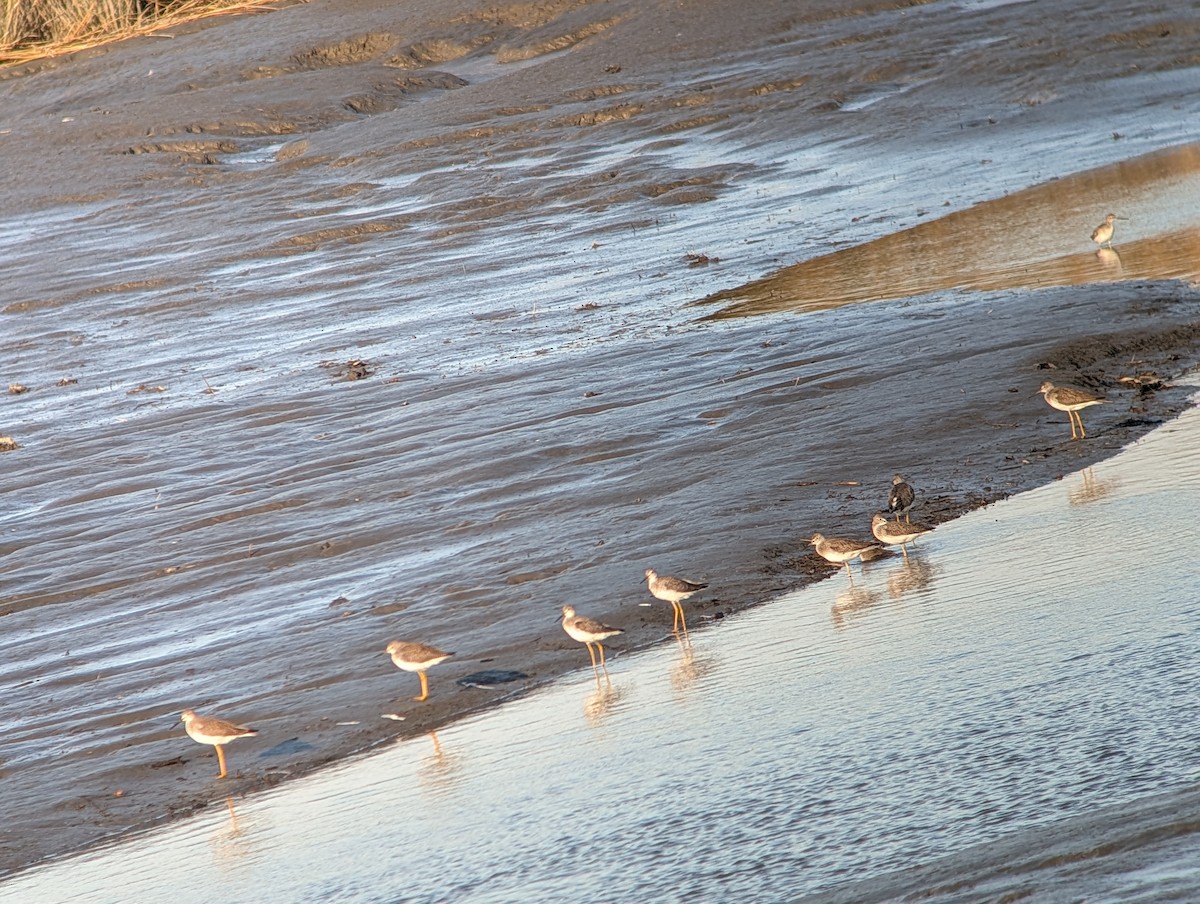 Коловодник строкатий - ML644723093