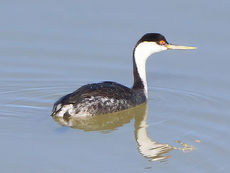 Western Grebe - ML644723095