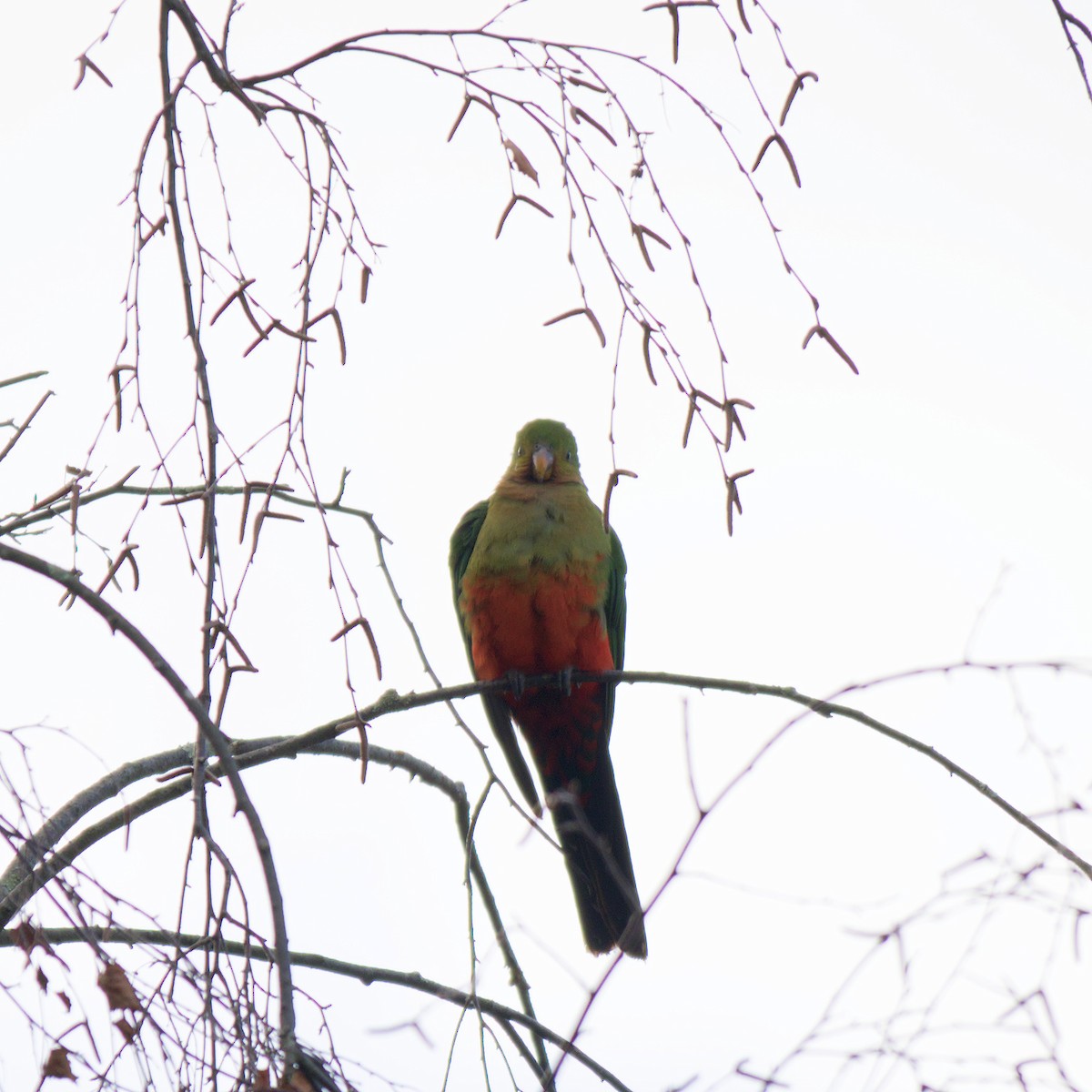 Australian King-Parrot - ML644723100