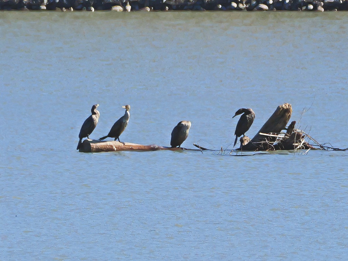 Double-crested Cormorant - ML644723109
