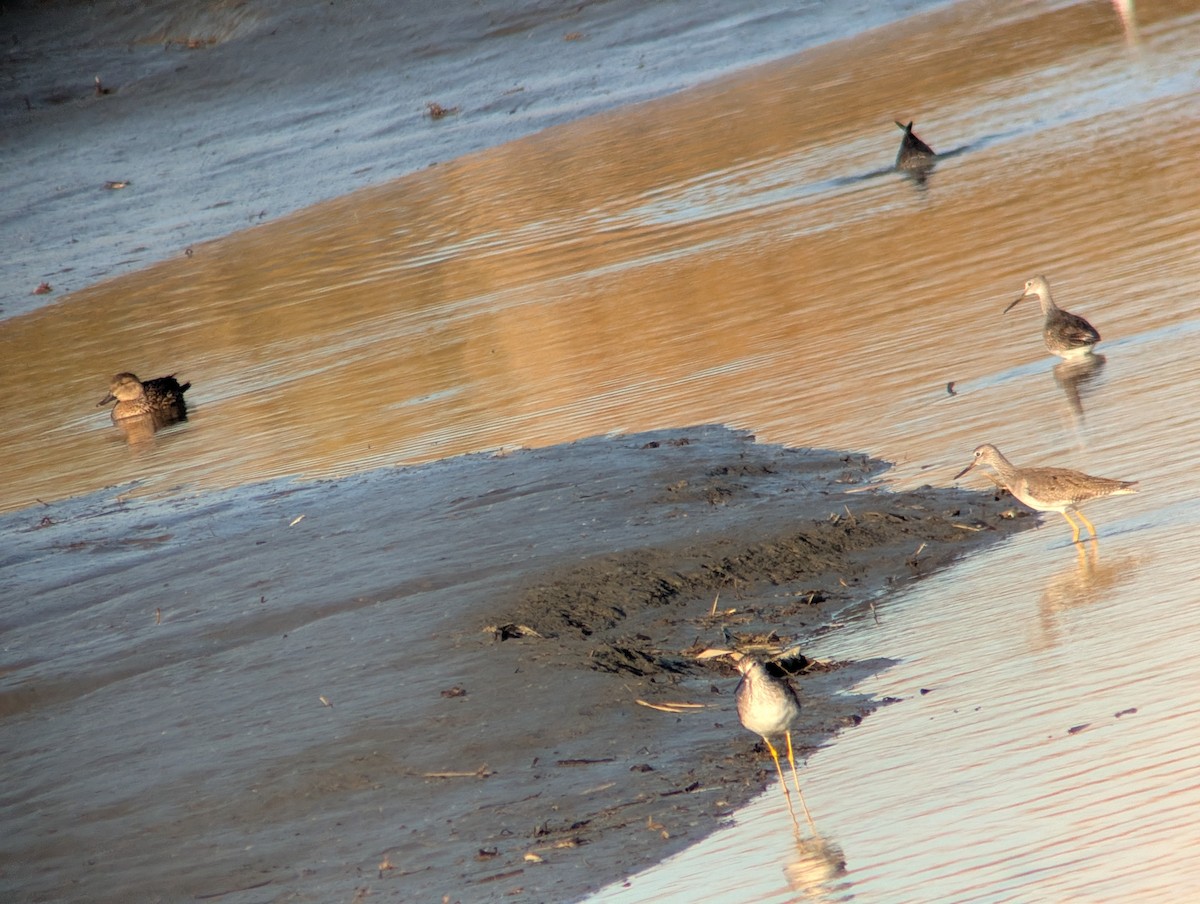 Коловодник строкатий - ML644723111