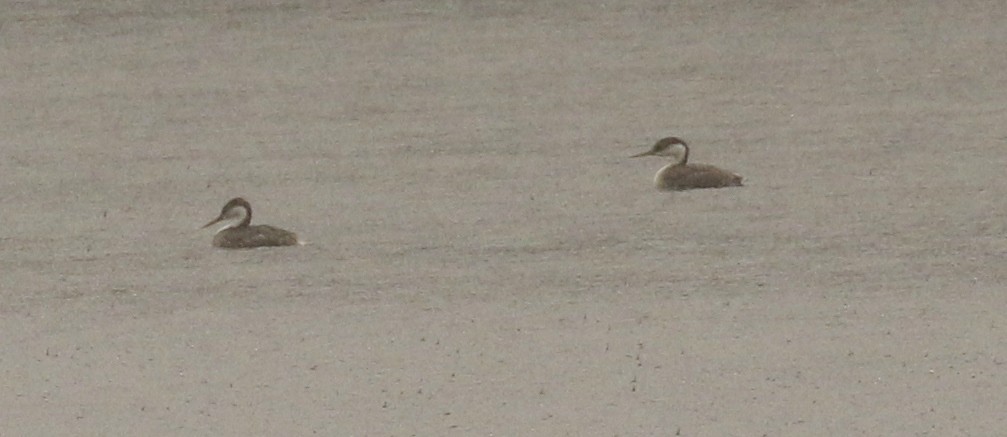 Western Grebe - ML644723112