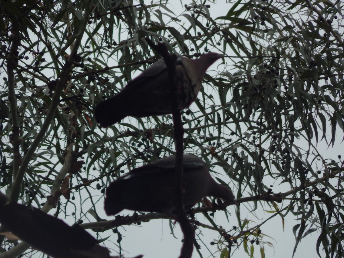 Paloma Picazuró - ML644723113