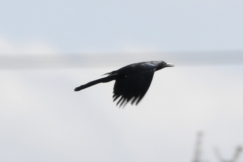 Great-tailed Grackle - ML644723119