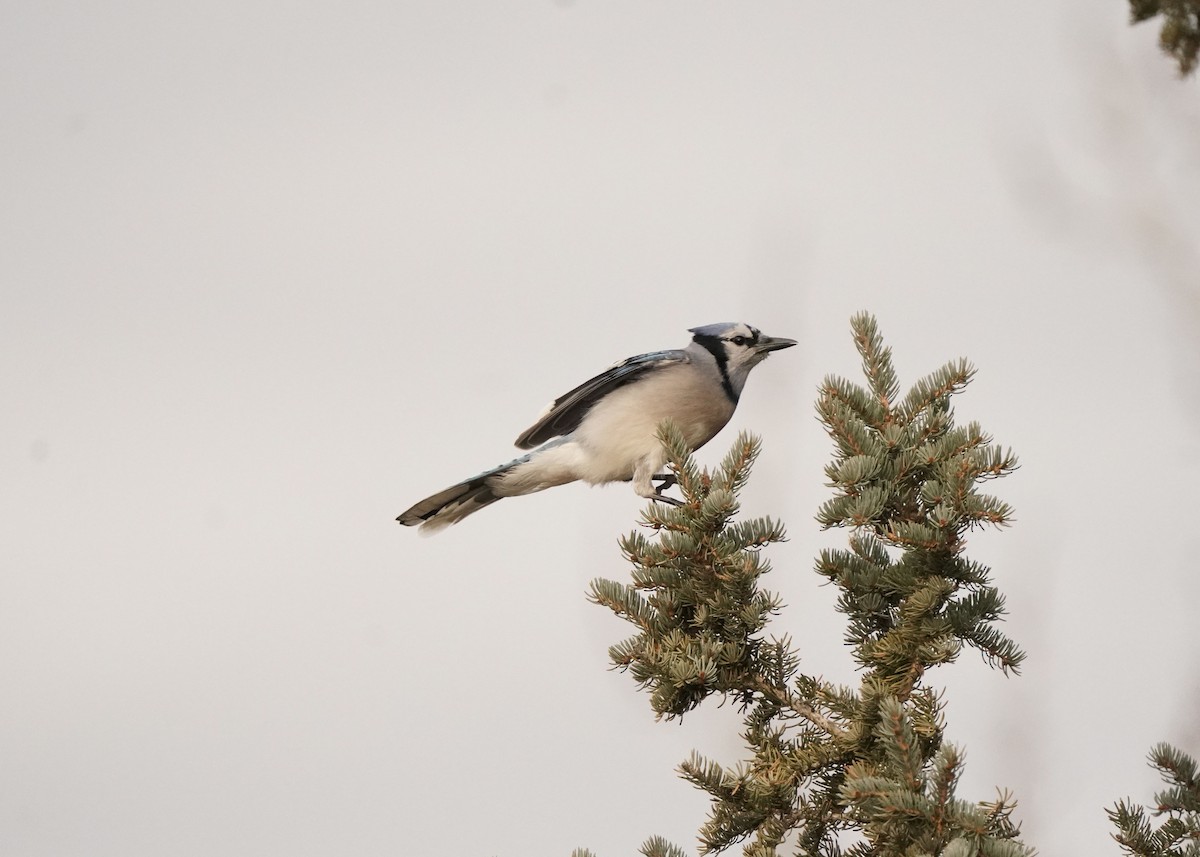 Blue Jay - ML644723121