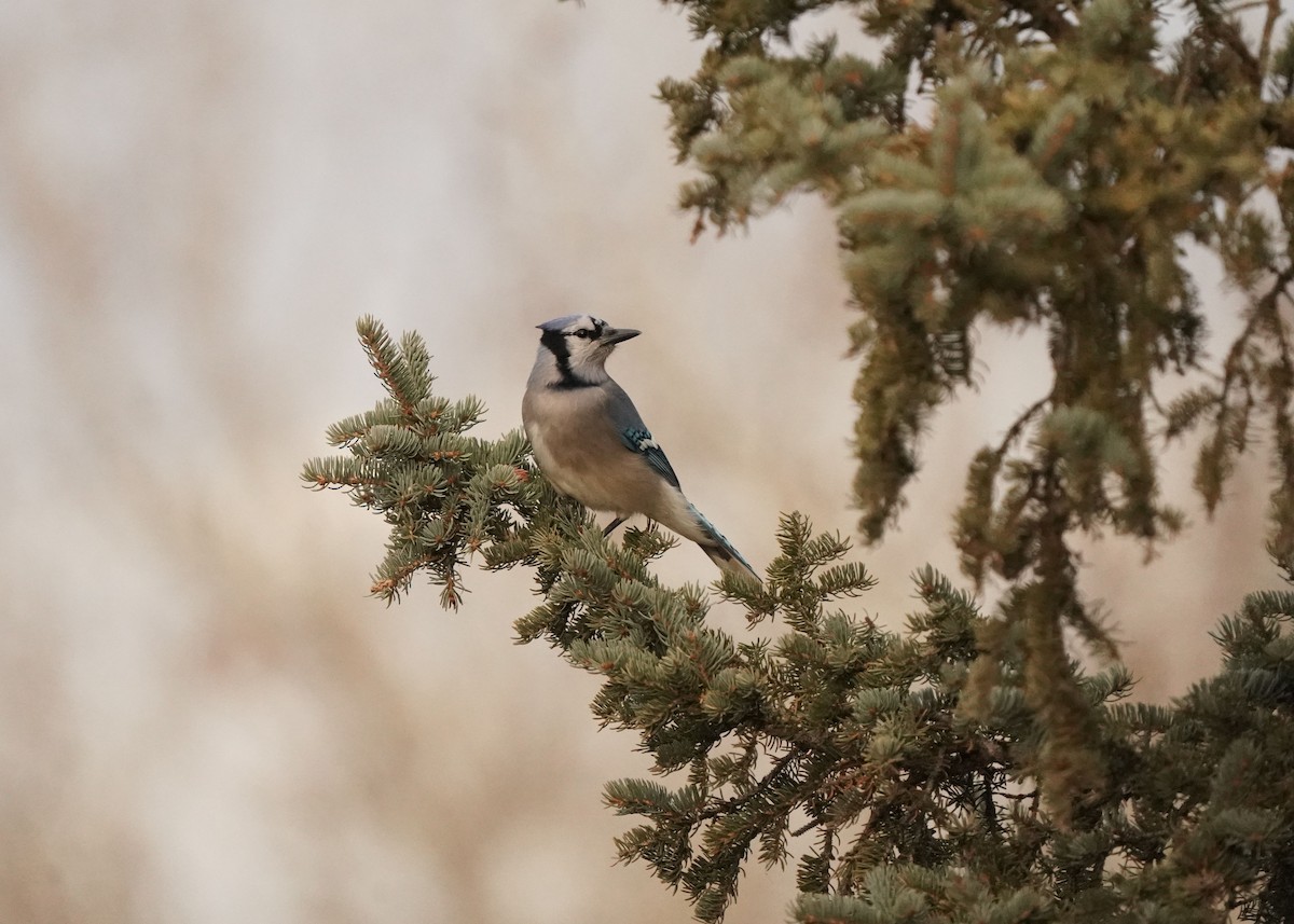 Blue Jay - ML644723122