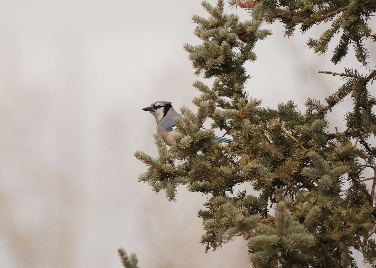Blue Jay - ML644723123