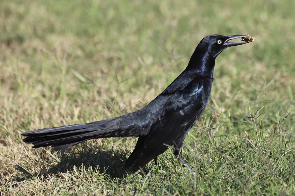Great-tailed Grackle - ML644723125