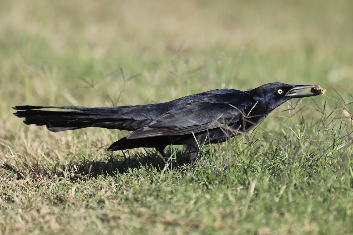 Great-tailed Grackle - ML644723126