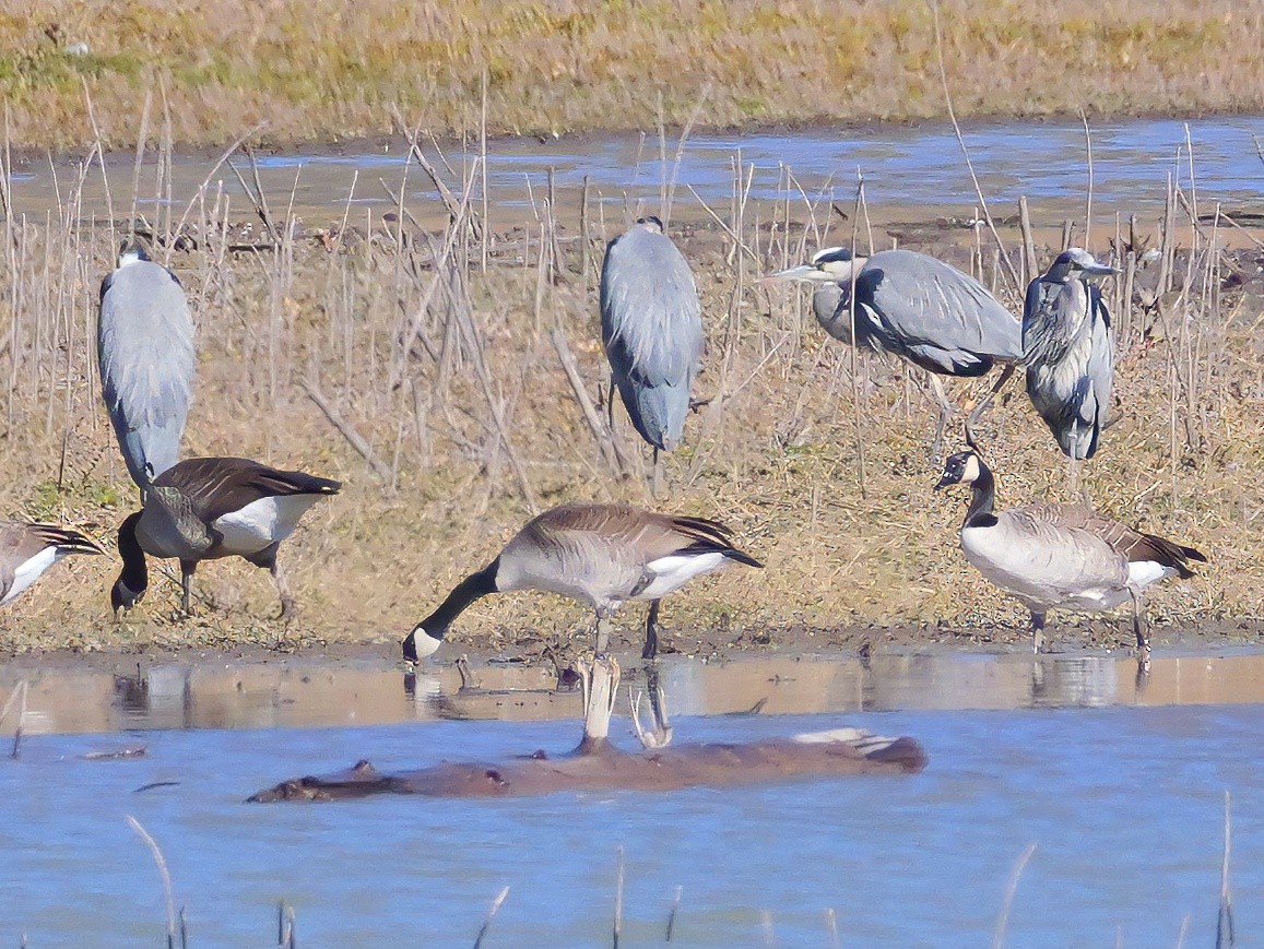 Great Blue Heron - ML644723131