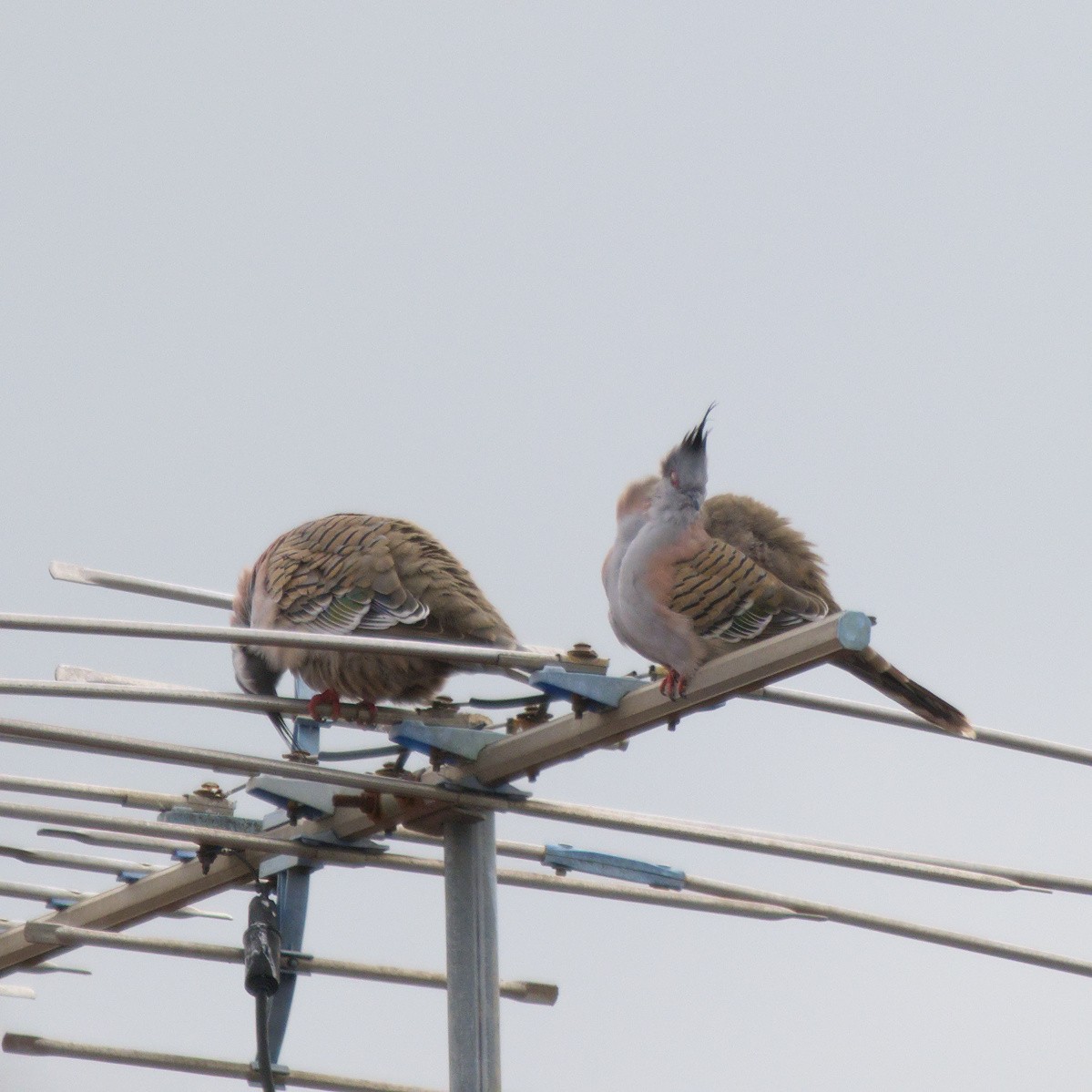 Crested Pigeon - ML644723145