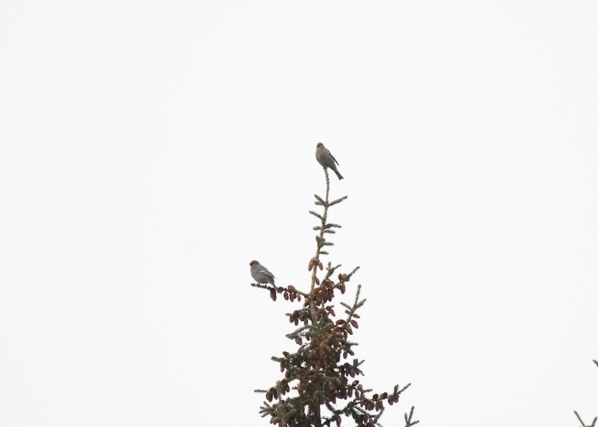 Tayga Çütresi - ML644723149