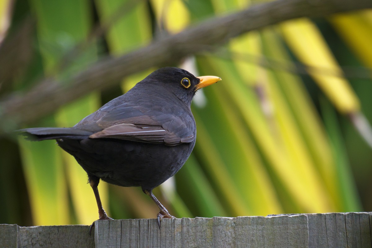 Eurasian Blackbird - ML644723151