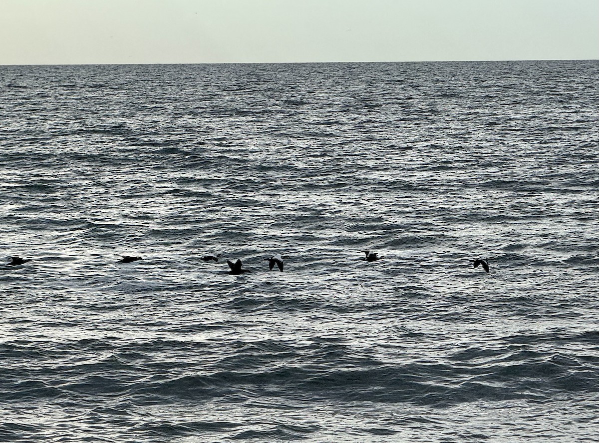 Common Eider - ML644723154