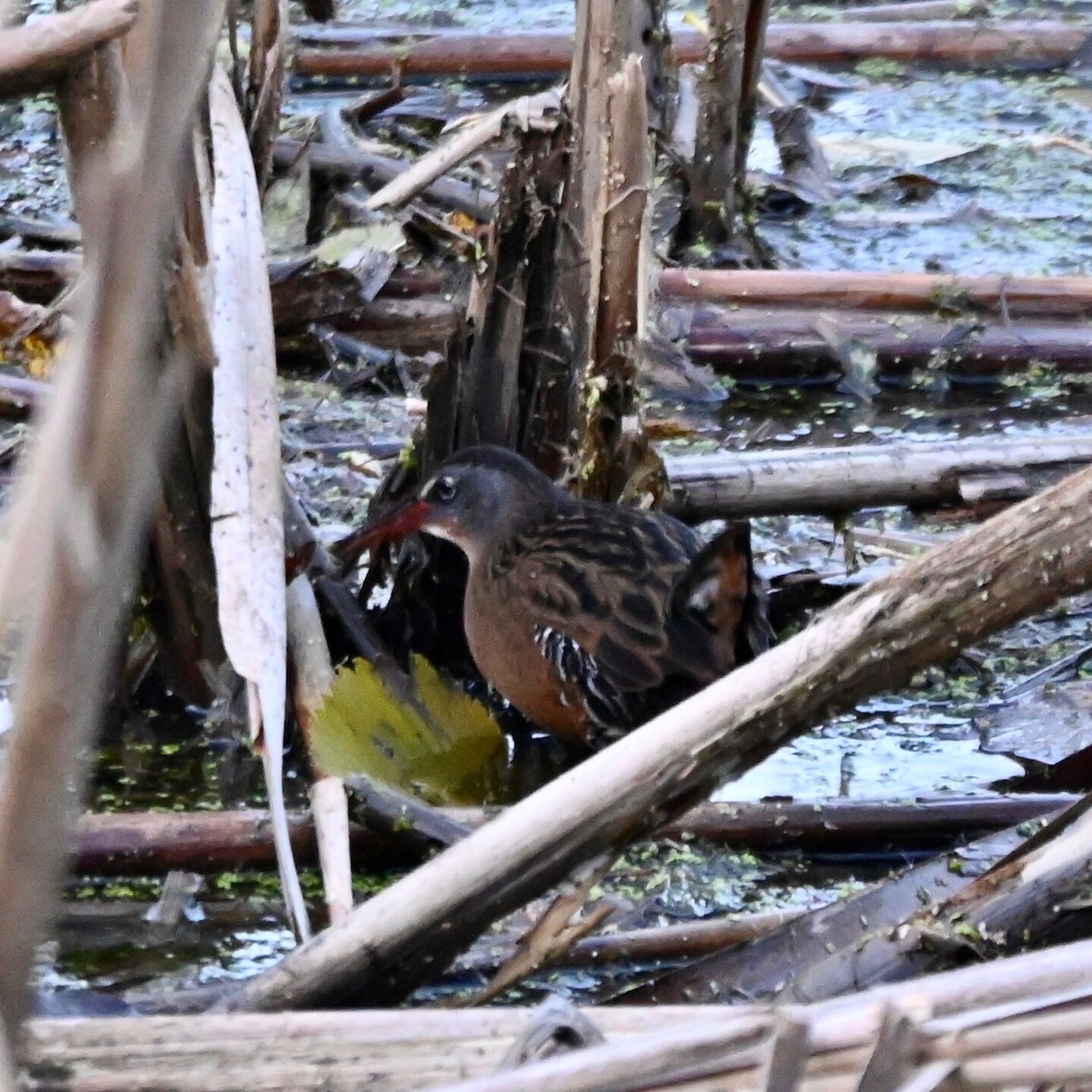 Virginia Rail - ML644723160