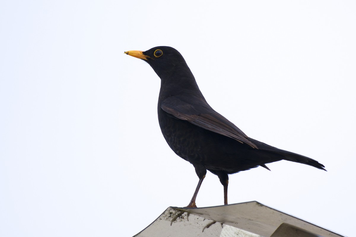 Eurasian Blackbird - ML644723169